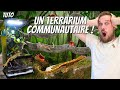 Un terrarium communautaire de lepidodactylus et crabes vampires  trucs  astuces  ani mood 