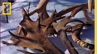 Amazing Antlers | National Geographic