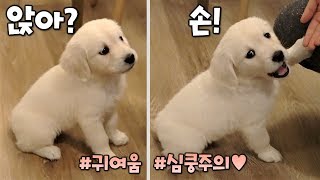 We put together a video of baby retriever training l Puppy Golden Danbi