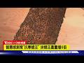 【CNN精選】顛覆150年養蜂法!加拿大科技培育「超級蜜蜂」拚冬季存活率｜TVBS新聞 @TVBSNEWS01