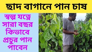 পান চাষের পদ্ধতি | পান গাছের পরিচর্যা | টবে পান চাষ | পানের বরজ | পানের পরিচর্যা | pan chas