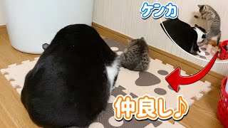 ケンカしてると思ったら急に仲良く毛繕いを始める子猫と先輩猫【保護猫】