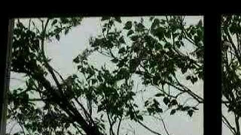 Dumb Bird Attacks Window