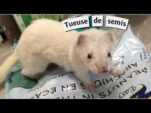 Vidéo: Animaux qui mangent des semis : comment protéger les semis des petits animaux