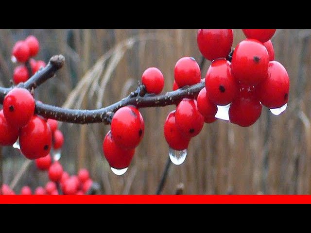 Types of Red Berries - Gardening Channel