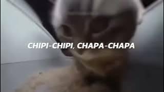 chipi chipi chapa chapa dubi dubi daba daba Christell - Dubidubidu (LETRA)