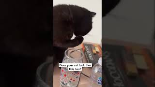 What a nuisance! 🤣 #shorts #cat #trending #scotishfold #funny