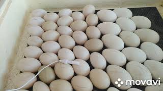 Совместная инкубация утиного и гусиного яйца в инкубаторе Золушка.