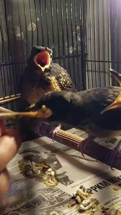 MELOLOH ANAKAN MURAI BATU, TERAKHIR PKL 21.00 SEBELUM DIISTIRAHATKAN