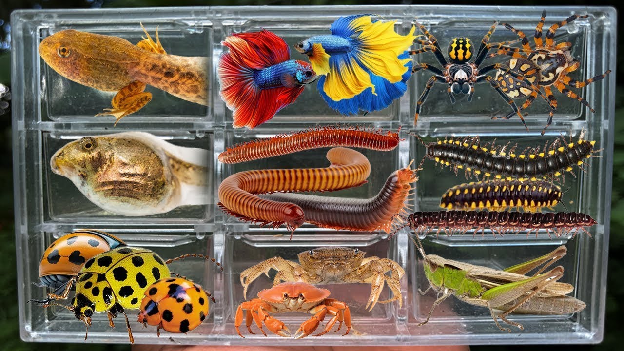 Catching insects in the garden got Betta fish Tadpoles ladybug yellow Spide Crad