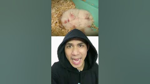 Chuột Hamster Bị Chôn Sống | Điều thú vị có thể bạn chưa biết | Davo