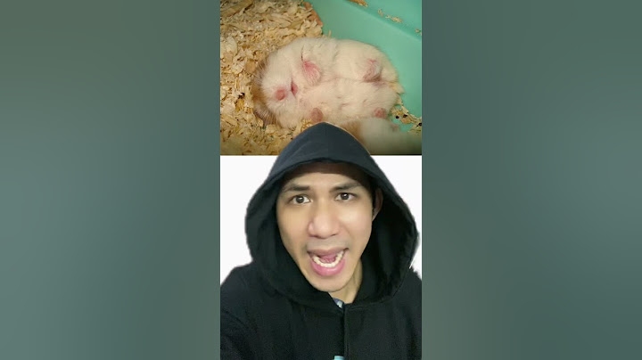 Chuột Hamster Bị Chôn Sống | Điều thú vị có thể bạn chưa biết | Davo's Lingo #shorts