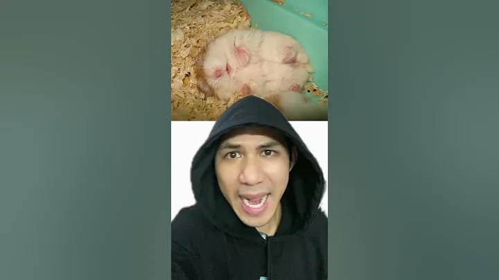 Chuột Hamster Bị Chôn Sống | Điều thú vị có thể bạn chưa biết | Davo's Lingo #shorts