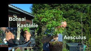 Bonsai Kastanie Die Projekte und ein neues Projekt mit einer Abmoosung des Aesculus der Rosskastanie
