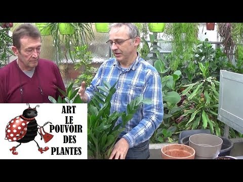 Vidéo: Instructions d'entretien des plantes ZZ : comment faire pousser des plantes ZZ