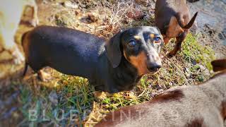 Blueprint K9 Missouri Dachshunds Living Life