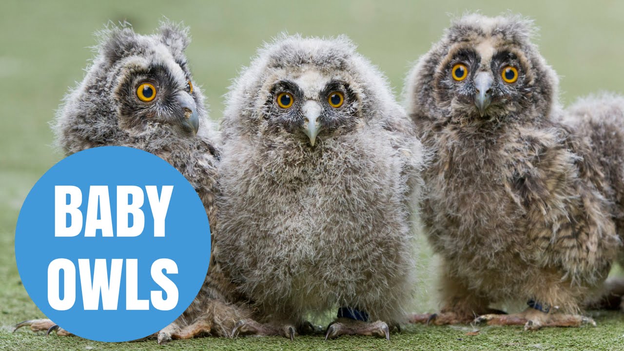 cute long eared owl chicks born in scotland youtube