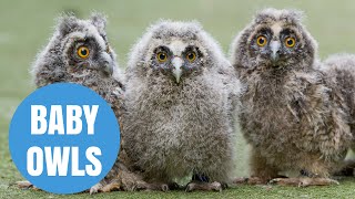 Cute Long Eared Owl Chicks born in Scotland