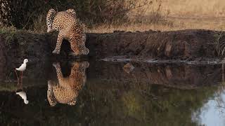 Leopard at a waterhole