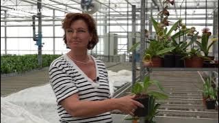 PP Orchids - About the Paphiopedilum