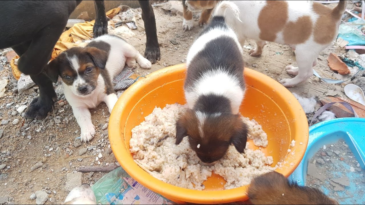 The man give food for puppies and dogs YouTube