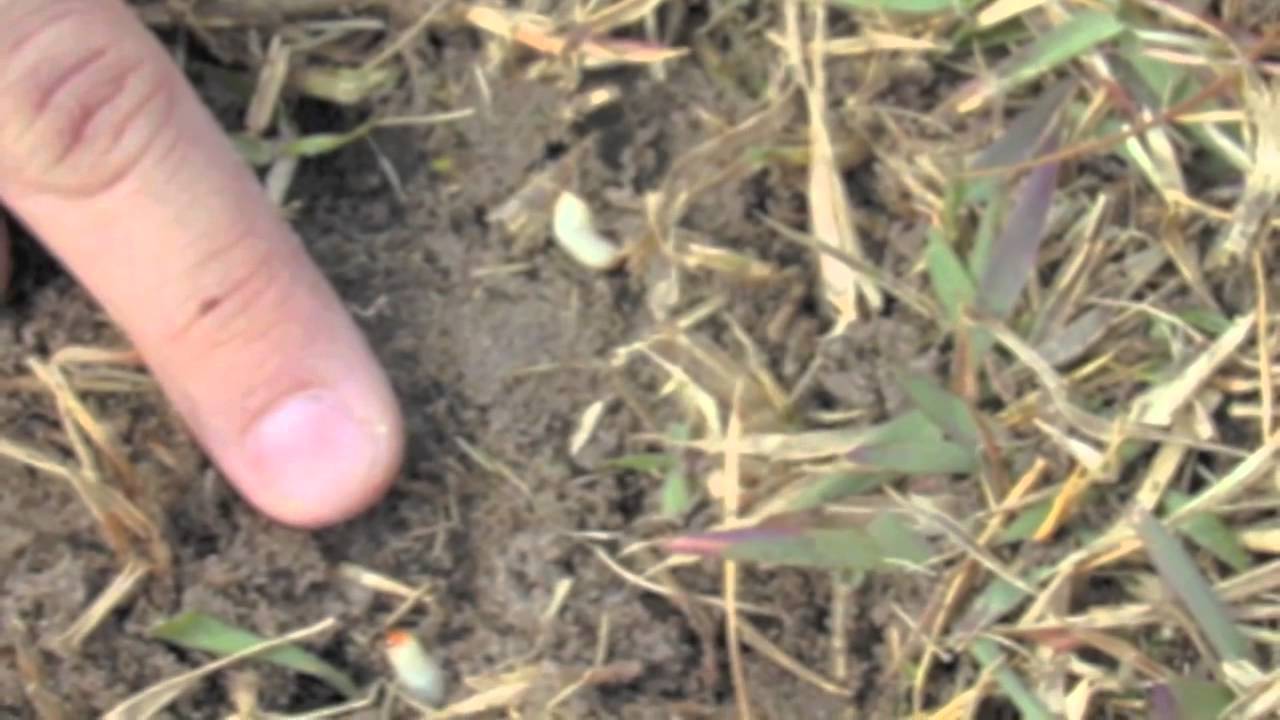 Zoysia Maintenance Calendar Pdf Zoysia Maintenance Calendar Pdf