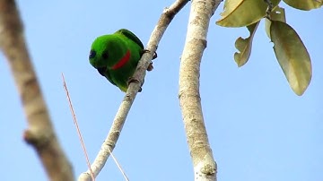 Mikat Burung Serindit Jantan yang Super Mulus dan Cantik