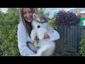 Meet Our New Alaskan Malamute Puppy!! (Cutest Little Fluff EVER!) の動画、YouTube動画。