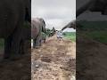 Baby Elephant Phabeni Rubs Against Lundi While the Bigger Elephants Surround Their Humans 🐘💚