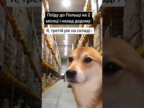 Заробітки, вони такі) #заробіток #закордоном #українці #робота #пес #poland🇵🇱 #склад