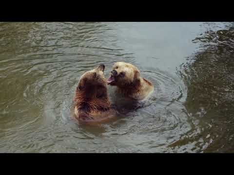 Video: Cum Să Legați Un Urs
