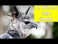 Eagle Sound From 13 Types of Eagles