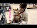 飼い主のセンスのない買い物に付き合わされうんざりする柴犬が可愛い