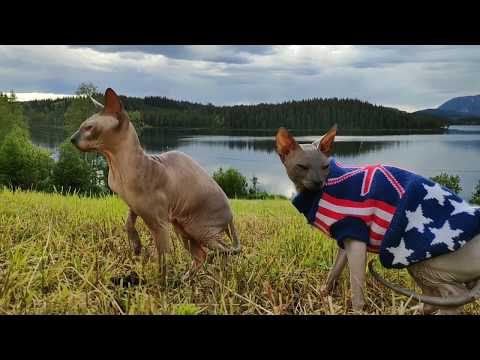 cats-chalisa-&-ramses-vs-beautiful-landscape🔹don-sphynx-|-norway