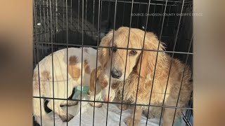 177 dogs seized in massive animal cruelty case