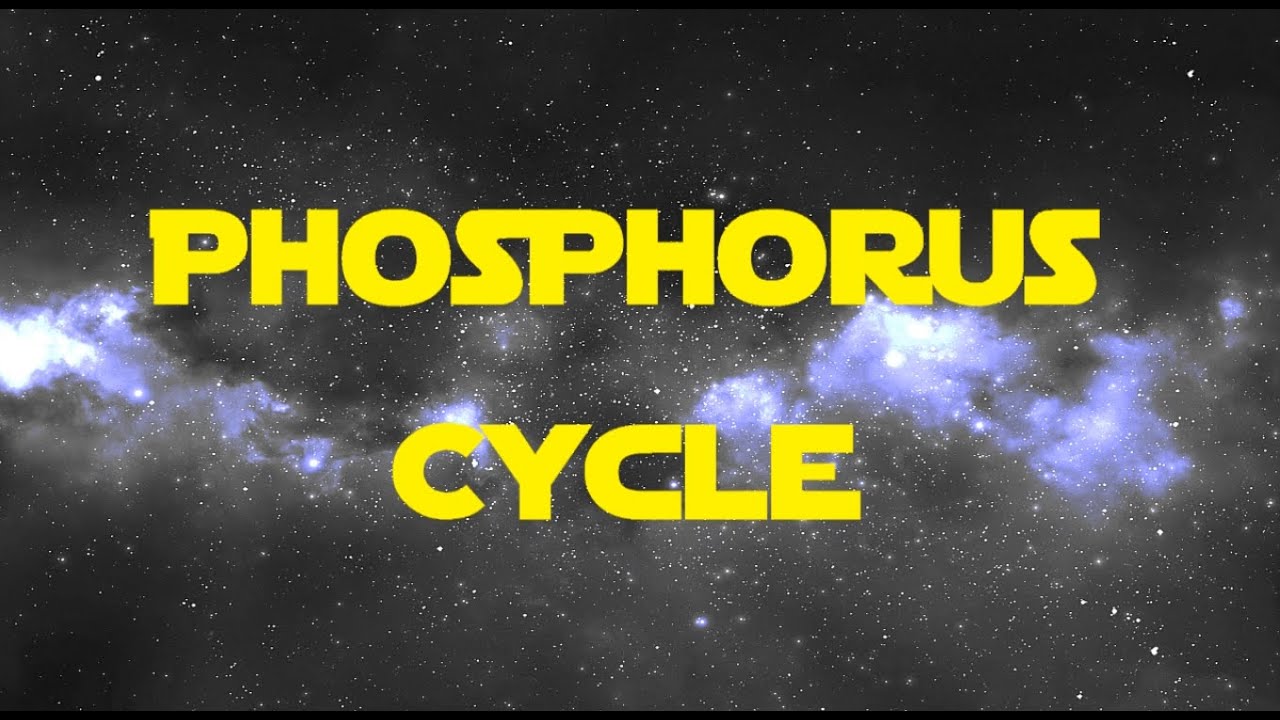 The Phosphorus Cycle 2022 YouTube