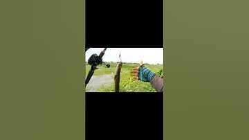 câu cá lóc, táp như pháo nổ, thì lên bờ #caulurecaloc #caucalocdong #cauca #vinhmientay