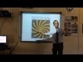Golden Ratio and Aesthetics in Nature