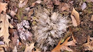 Ice Thrusting Up out of Forest Floor