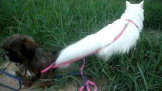 DSCF3551.AVI
