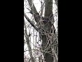 Eastern Gray Squirrel Eating in a Tree