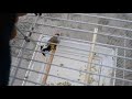 Щегол седоголовый(Goldfinch grey-headed)