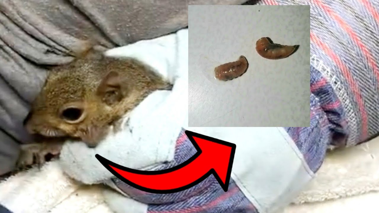 BotFly Removal from Baby Squirrel YouTube