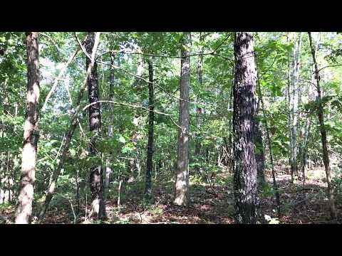 Pine Grove Tract 5 - Instant Owner Financing with only $500 down! - InstantAcres.Com - PG05