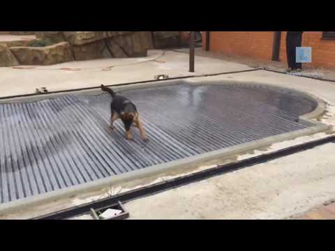 Видео: Безопасность бассейна для собак