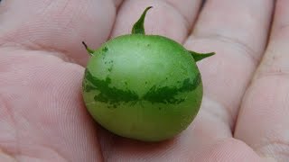⟹ Wild Hairy Tomato | Solanum habrochaites | Tomato Review
