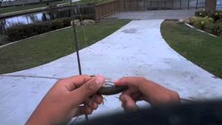 killing it with ikas and curly tail warmouth robo worm split shot rig