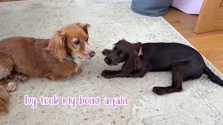 My Puppy Plays Hide & Seek With My Dog