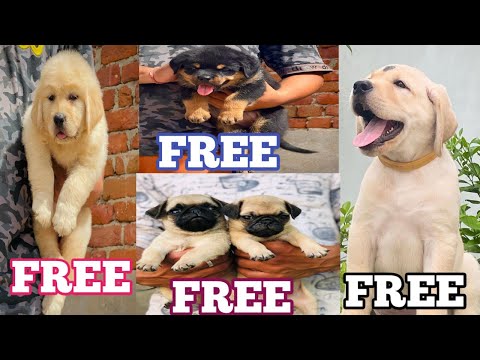 फ्री डॉग एडॉप्शन टुडे वीडियो | कुत्ता गोद लेने का वीडियो | लैब्राडोर, गोल्डन रिट्रीवर, रॉटवीलर, पुगो