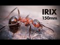 Irix 150mm f/2.8 Macro Lens Review (and sample photos)